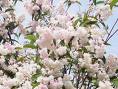 İspirya - Keçi Sakalı - Spirea Sp.