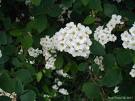 İspirya , Keçisakalı - Spiraea Vanhouttei