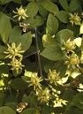 İzmir Mimozası - Acacia Retinoides Schlecht