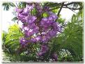 Jakaranda - Jakaranda Mimosifolia