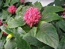 Jakobinya - Jakobinia Carnea