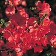Japon Ayvası - Cydonia Japonica