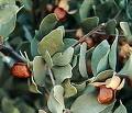 Jojoba - Jojoba