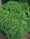Kadife Çamı - Cryptomeria Japonica