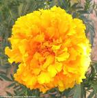 Kadife Çiçeği - Tagetes Patula
