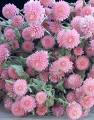 Kadın Düğmesi , Hakiki Medine - Gomphrena Globosa