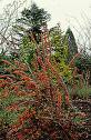 Kadın Tuzluğu - Berberis Linearifolia