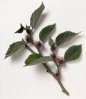 Kağıtdutları - Broussonetia Papyrifera