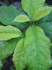 Kahve - Coffea Arabica