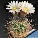 Kaktüsler - Cactus Sp.