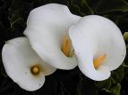 Kala - Zantedeschia Aethiopica