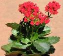 Kalanşo - Kalanchoe Blossfediana