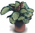 Kalathea - Calathea
