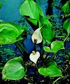 Kalla , Yılanotu - Calla Palustris