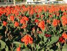 Kanya - Canna indica