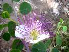 Kapari , Kedere , Keditırnağı - Capparis Spinosa