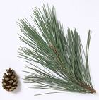 Karaçam - Pinus Nigra