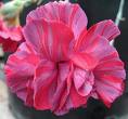 Karanfil - Dianthus Caryophyllus