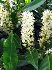Karayemiş , Lazkirazı - Prunus Laurocerasus