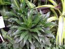 Kardeş Kanı - Ejder Kanı - Draceaena Deremensis (Compacta)