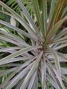 Kardeş Kanı - Ejder Kanı - Draceaena Marginata (Tricolor)