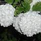 Kartopu - Viburnum Opulus Rosum L.