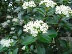 Kartopu - Viburnum Tinus