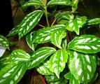 Karyağdı - Topçu Çiçeği - Pilea Cadieri