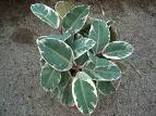 Kauçuk , Lastik Ağacı - Ficus Elastica Var Decora