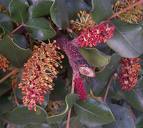 Keçiboynuzu , Harnup - Ceratonia Siliqua L.