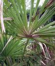 Kendir Palmiyesi - Trachycarpus Fortunei