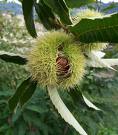 Kestane Ağacı - Castanea Sativa