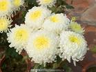 Kırızantem - Kasımpatı - Chrysanthemum