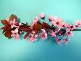 Kırmızı Süs Eriği - Prunus Cerasifera Pissardii Nigra