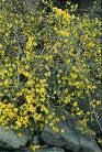 Kış Yasemini - Jasminum Nudiflorum