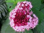 Kısmetağacı - Clerodendrum Bungei