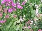 Kıyı Lavantası , Kıyı Karanfili - Limonium Sinuatum