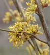 Kızılcık - Cornus Mascula