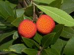 Kocayemiş , Dağçileği - Arbutus Unedo