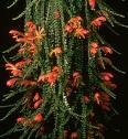 Kolumniya - Columnea Microphylla
