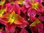 Kolyos - Coleus Blumei Hybr.