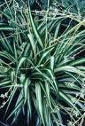 Kordela - Chlorophytum Colosum