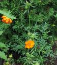 Kosmos - Cosmos Sulphuresus