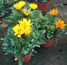 Koyungözü , Gazanya - Gazania Nivea