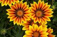 Koyungözü , Gazanya - Gazania Splendens (Hort)