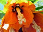 Kral Lalesi - Fritillaria imperialis