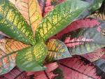 Kraton - Codiaeum Variegatum