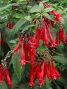 Küpeçiçeği - Fuchsia Triphylla Var (Mantilla)