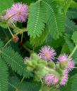 Küstümotu , Mimoza - Mimosa Pudica