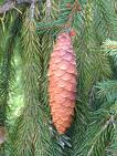 Ladin - Picea Excelsa